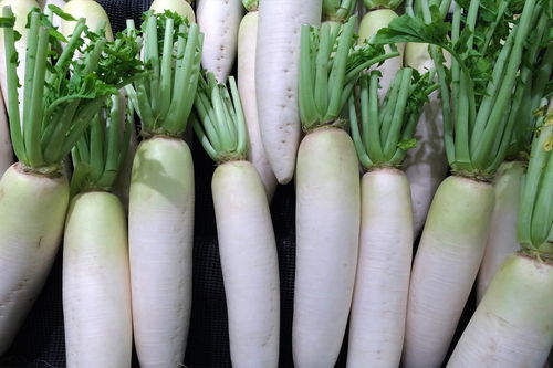 Daikon