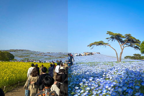 Hitachi Seaside Park Consejo de viaje Ibaraki-Ken