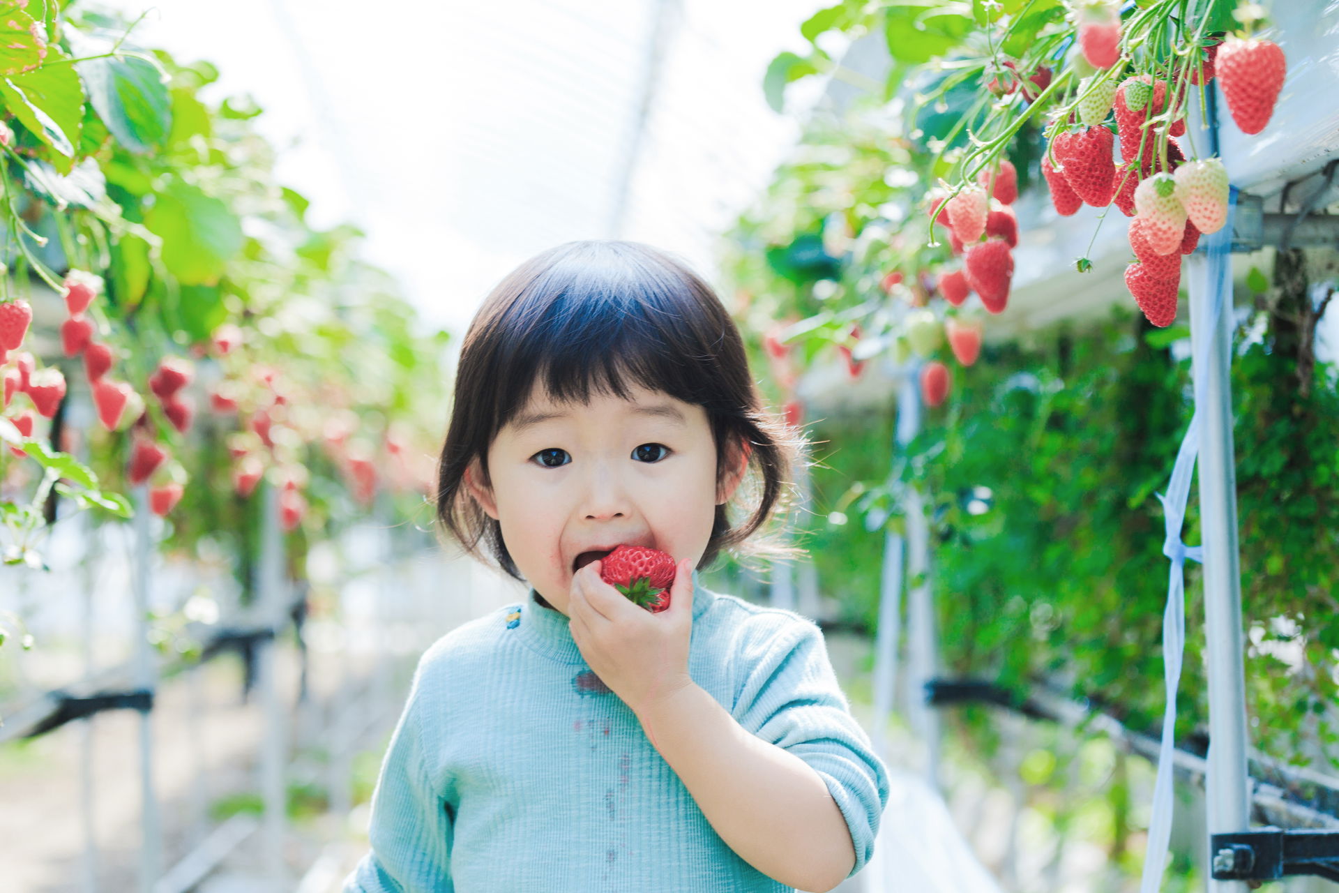 Japanese-fruit