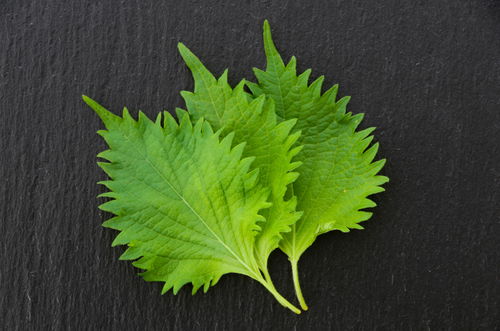 Shiso