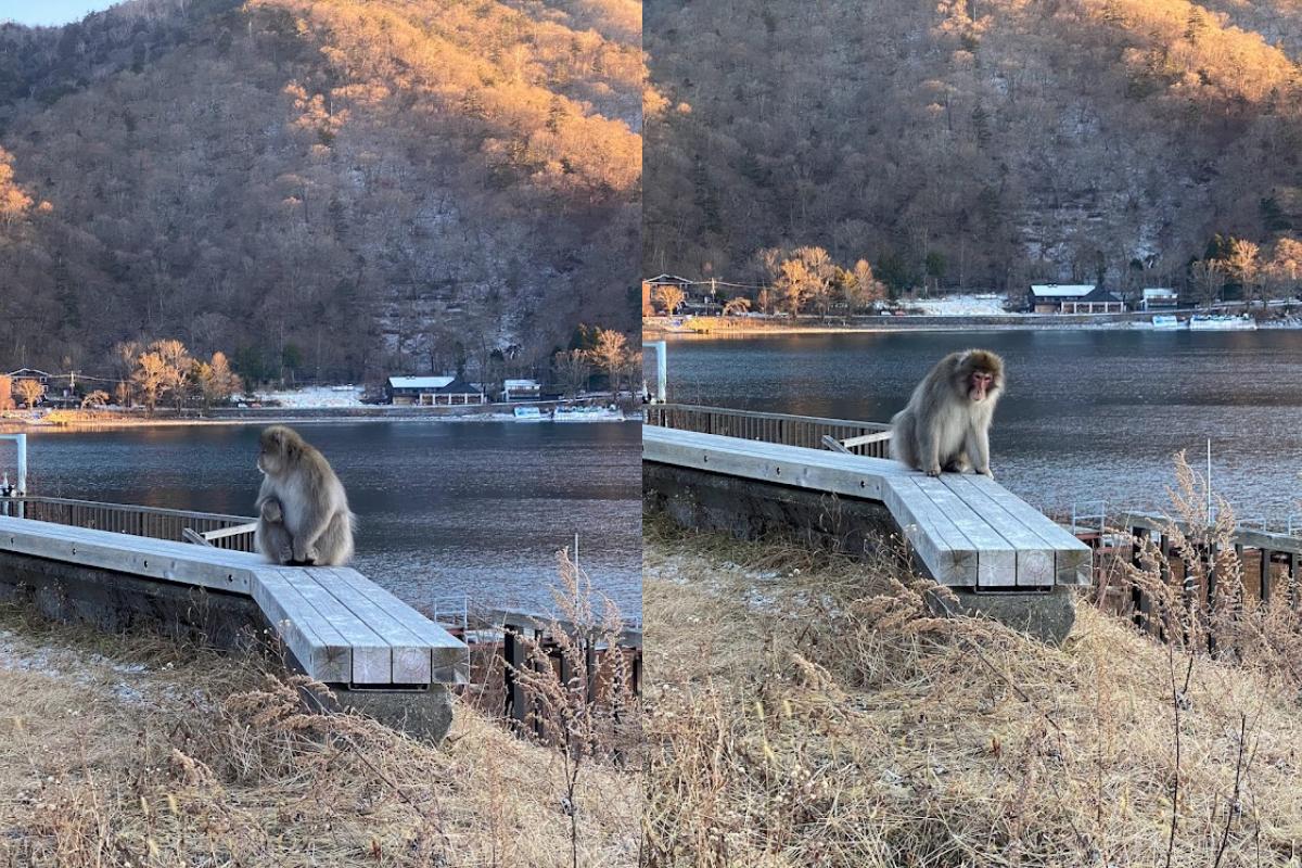 Une vue rare : des singes sauvages au bord du lac