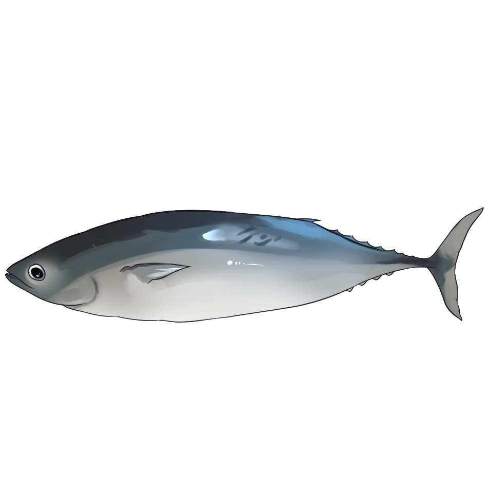 Katsuo Skipjack Tuna