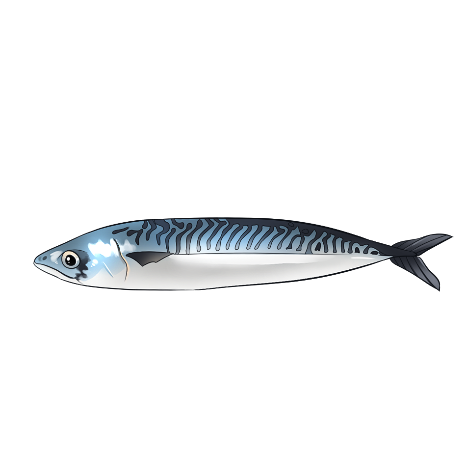 Saba Mackerel