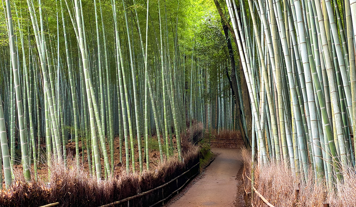 Arashiyama - La bambouseraie