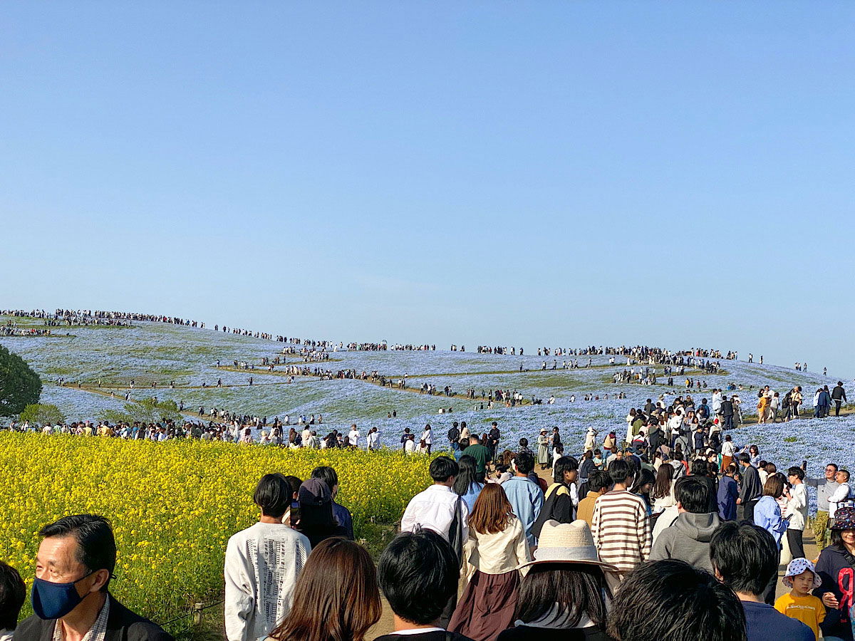 Champ de Nemophila (attraction principale)