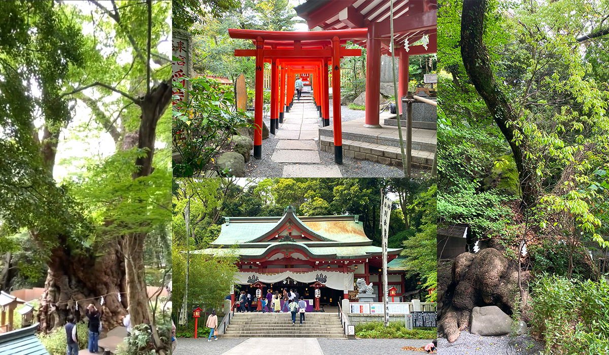 Sanctuaire Kinomiya avec un arbre de 2 000 ans