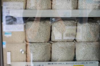 Koji Rice Mold