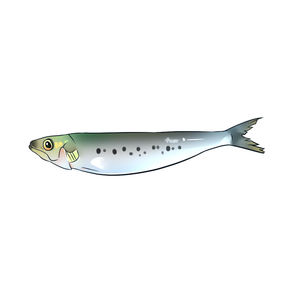 Nijimasu Rainbow Trout