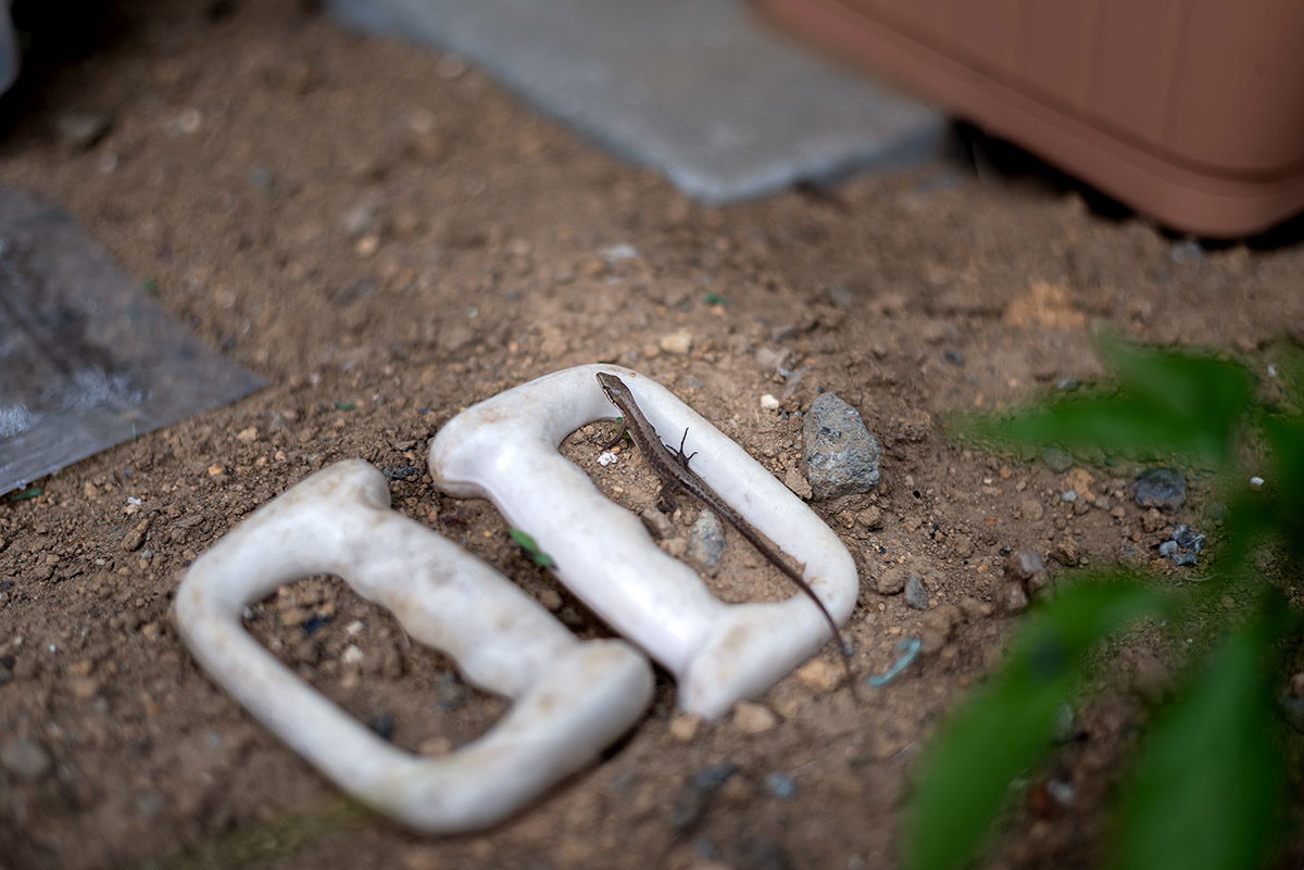 Ein kleines Tierchen - japanischer Garten