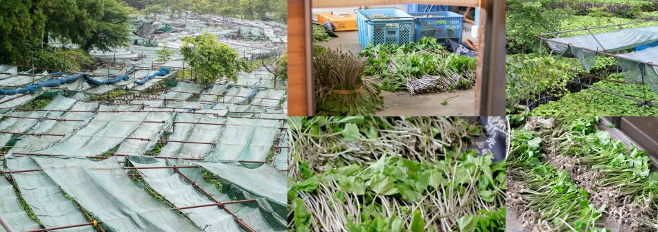 Japanese wasabi fields and bundled roots